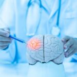 Shocking Discovery: Aging Makes Your Brain Overreact Doctor examining a model of a brain with a pen